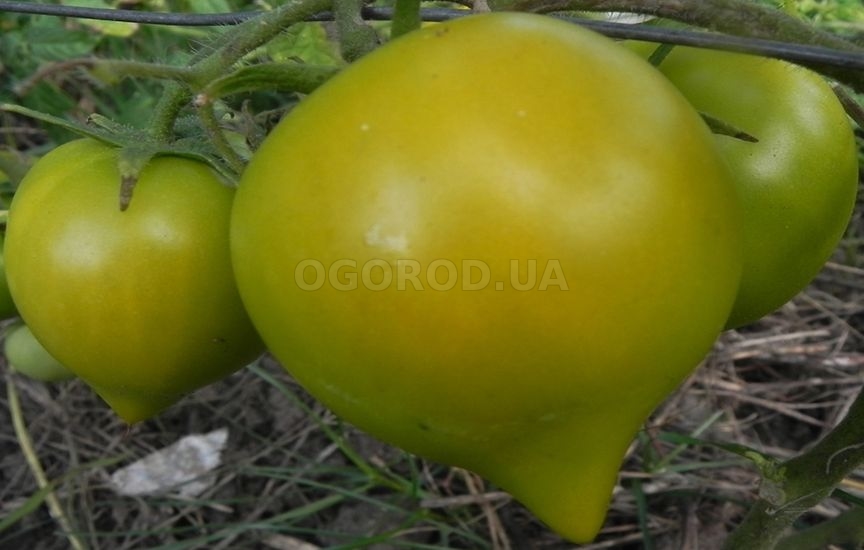 Долгохранящийся томат «Буденовка зеленая»