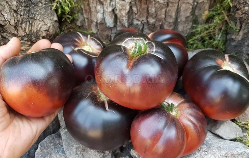 чёрные помидоры сорта название