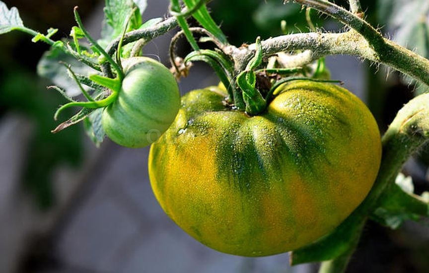 Лучшие сорта зеленых помидор: посадка и уход