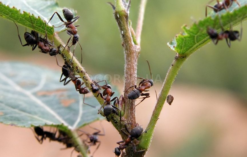 Избавляемся от муравьев в саду
