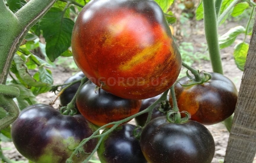 Лучшие сорта черноплодных томатов: посадка и уход