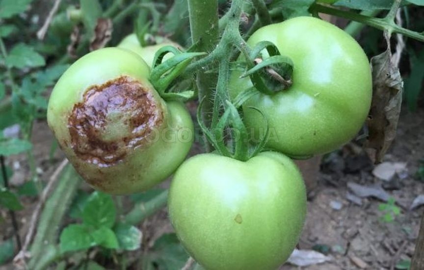 Гниение помидоров в открытом грунте