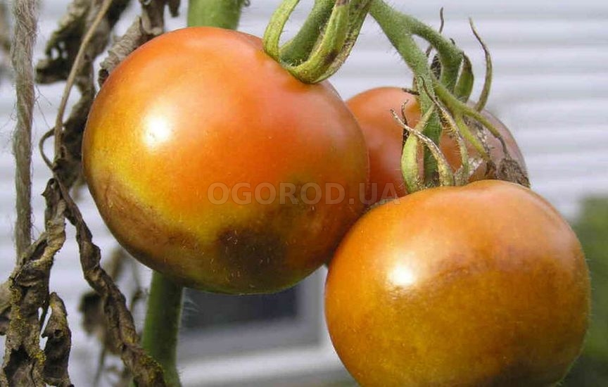 Гниют помидоры в теплице