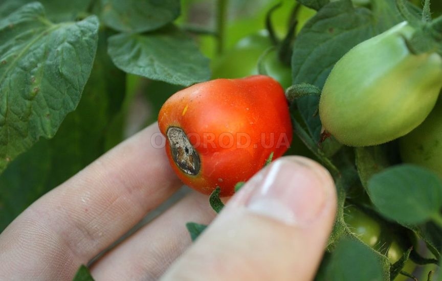 Почему помидоры гниют на кусту в открытом грунте: причины и способы предотвращения гниения