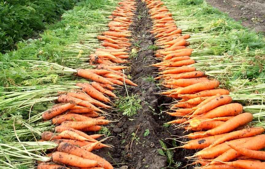 Какие факторы нужно учесть при определении времени уборки моркови?