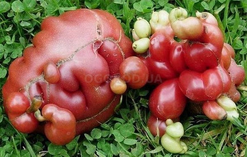 У махровости соцветий томатов есть научное название «Фасциация»