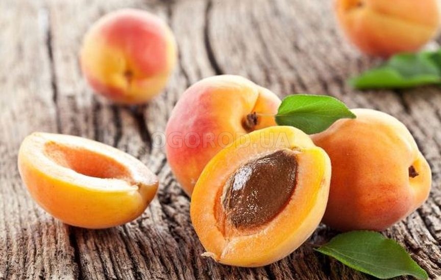 Будут ли плодоносить абрикосы из косточек?