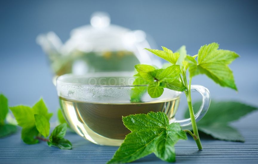 Зачем пить чай из листьев смородины