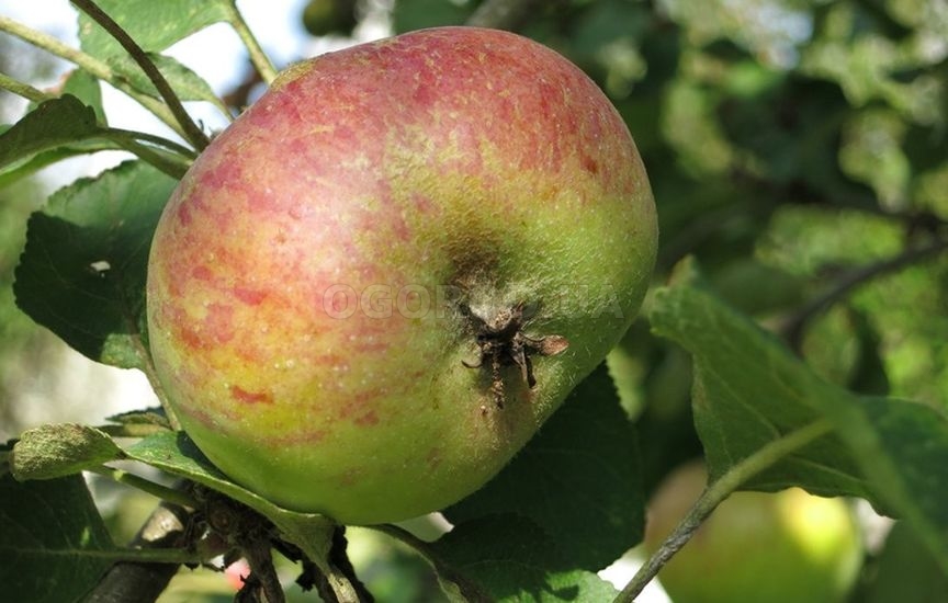 Яблоня считается классикой домашних фруктовых деревьев
