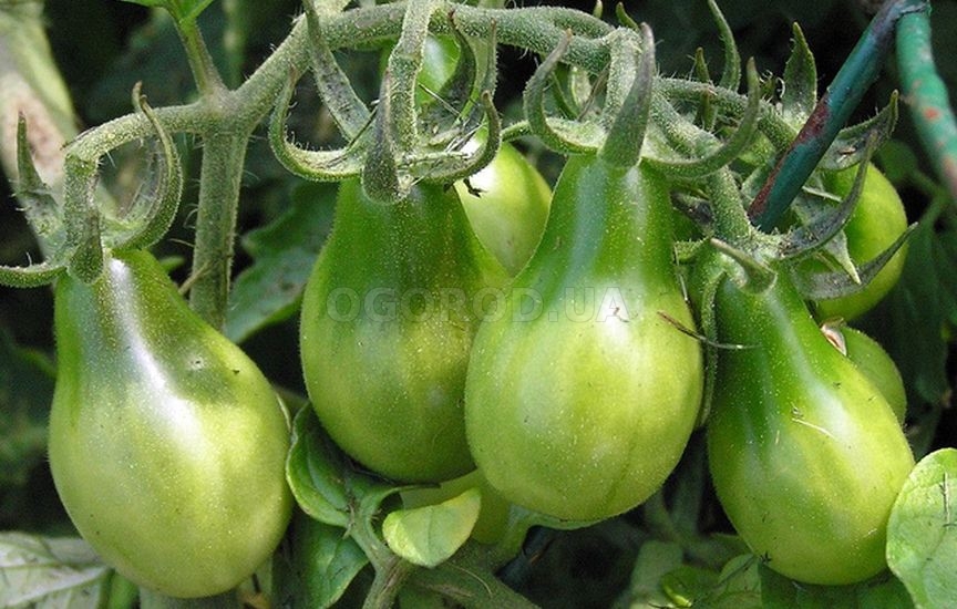 Лучшие сорта зеленых томатов: посадка и уход