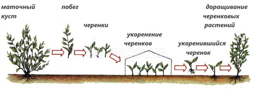 Схема размножения кизила черенками