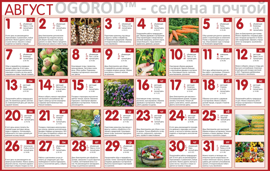 Огородный календарь на август 2018