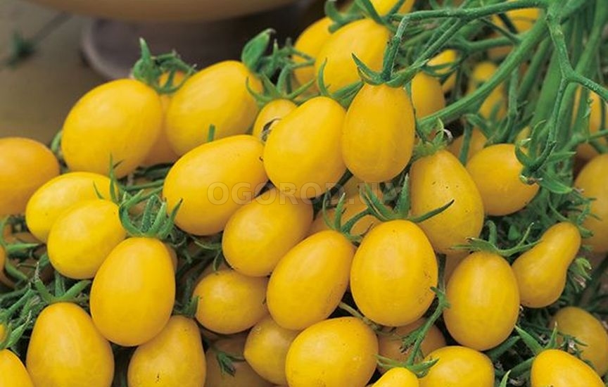 Желтые разновидности томата черри