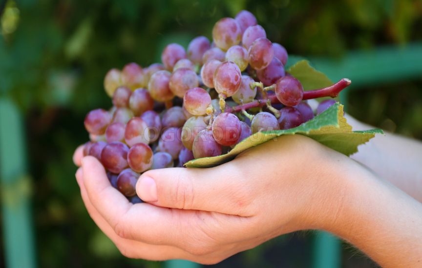 Виноград из семян