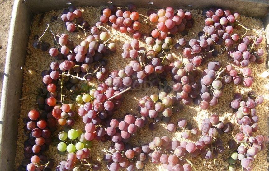 Хранение винограда в опилках