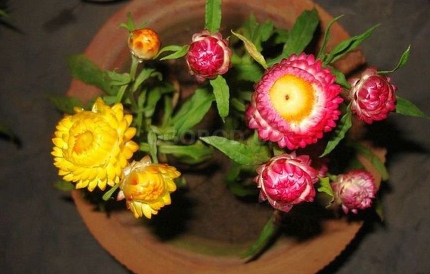 Эти необычные растения сохраняют свою форму, расцветку после высыхания
