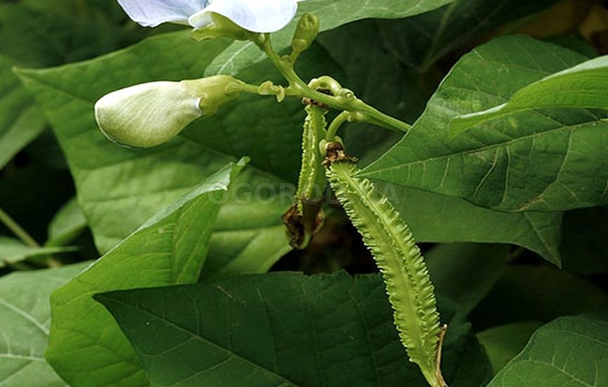 Крылатые бобы (Psophocarpus tetragonolobus)