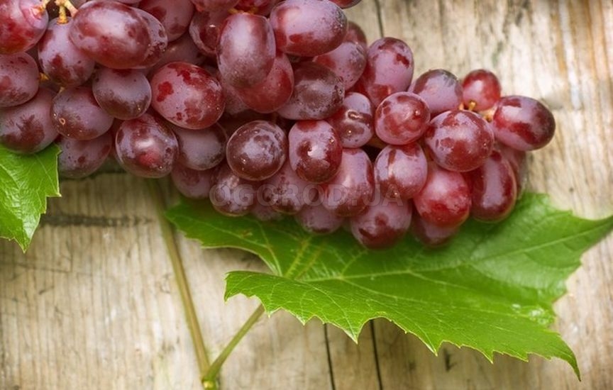 Виноград – замечательный дар природы