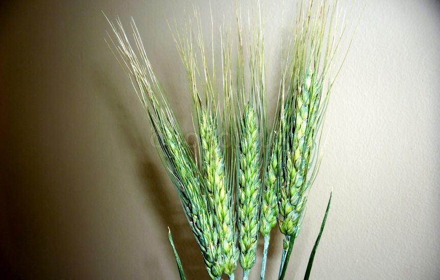 Озимую пшеницу выращивают в условиях умеренного климата