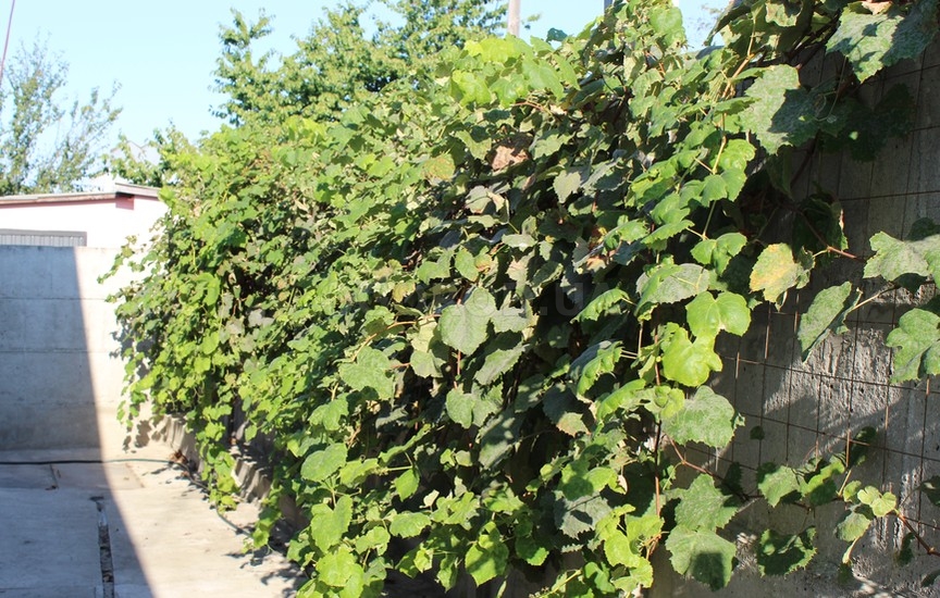 Виноград на заборе