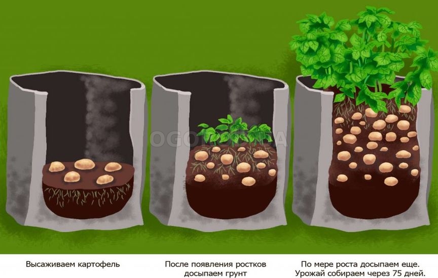 Как выращивать картофель в мешке