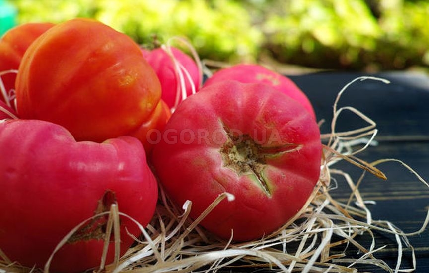 Салатные позднеспелые и крупноплодные сорта томатов