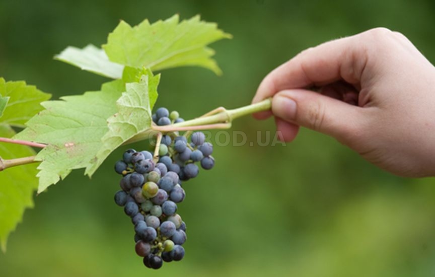 Как правильно хранить виноград в домашних условиях