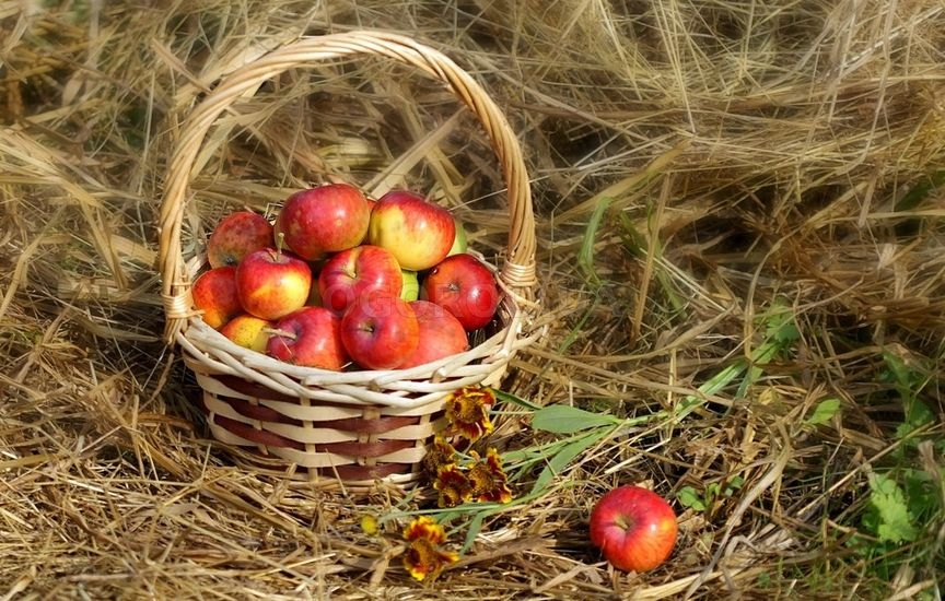 Как защитить урожай яблок от болезней