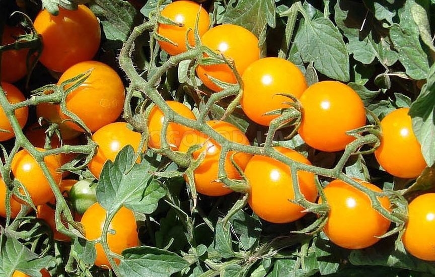 Желтые разновидности томата черри