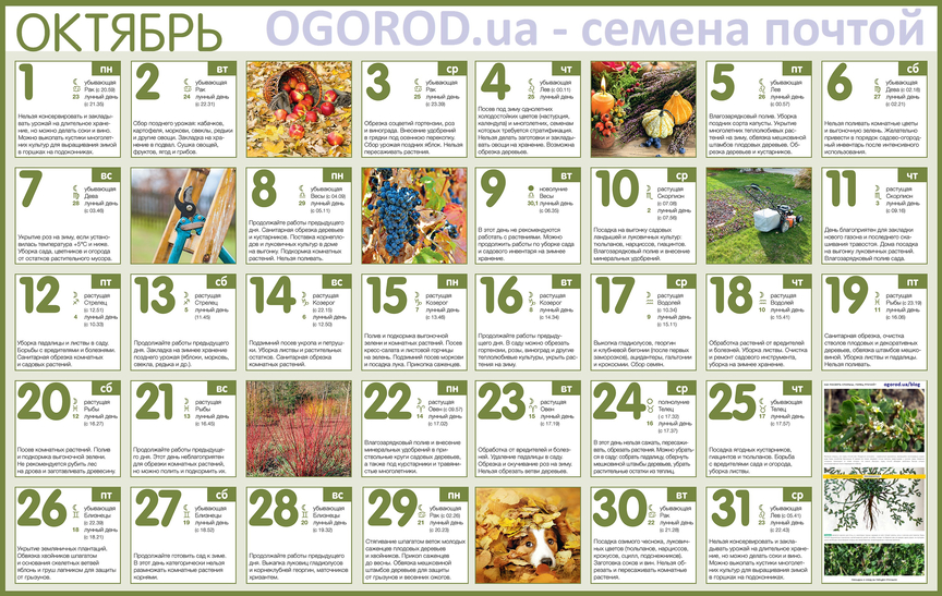 Огородный календарь на октябрь 2018