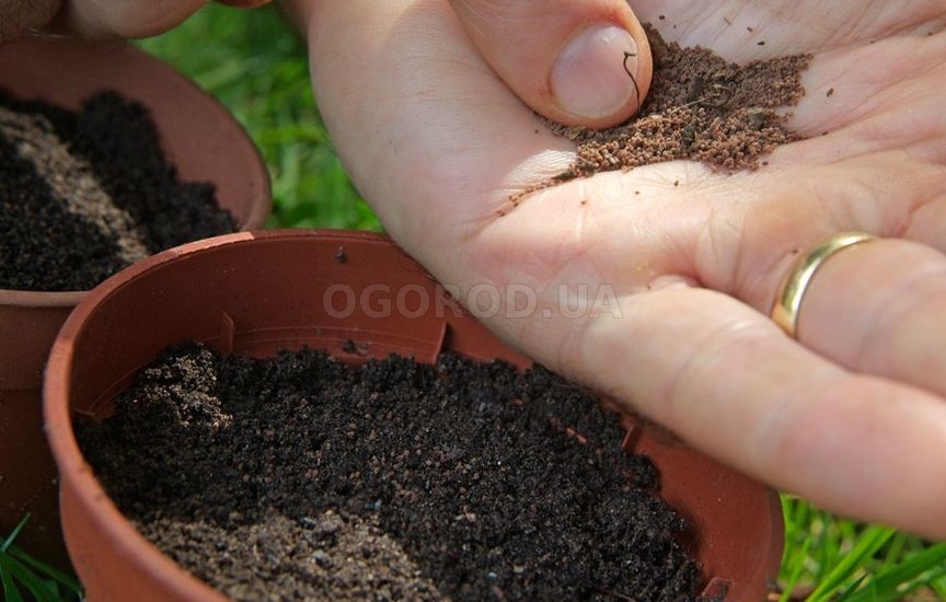 Рассыпьте семена равномерно по почве и слегка прижмите их