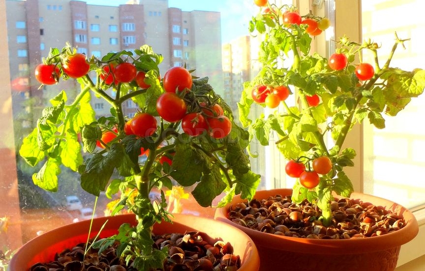 Лучшие сорта комнатных (балконных) томатов - посадка и уход