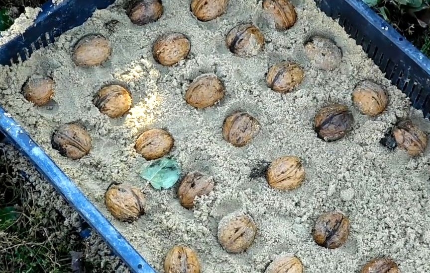 Стратификация орехов в песке