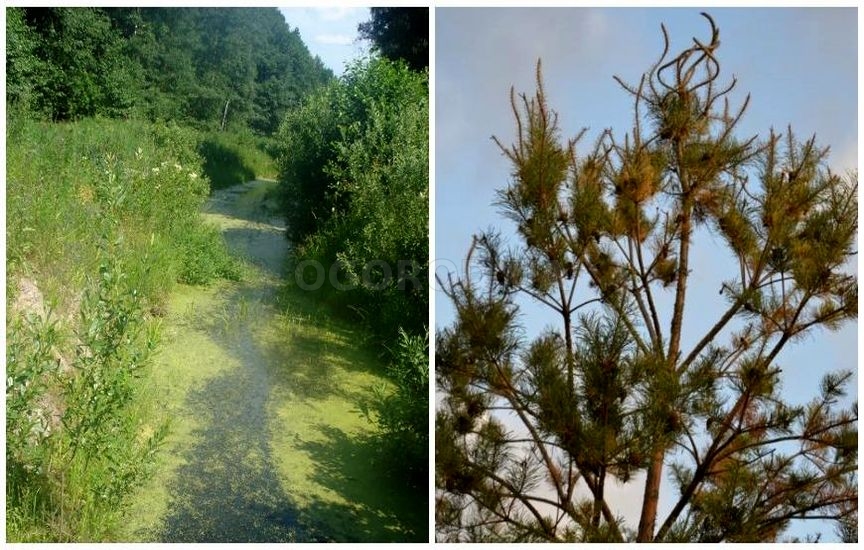 Слева:почвенные гербициды в каналах;справа:сосна, поврежденная пестици