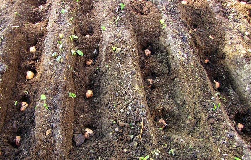 Как посадить грецкий орех в землю