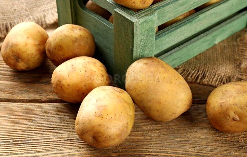 Борьба с загниванием картофеля