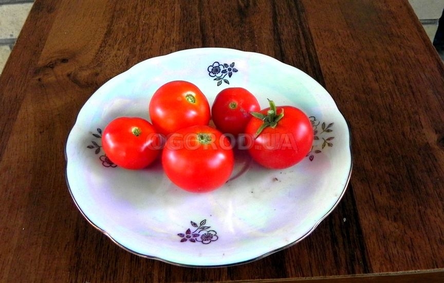 Лучшие сорта томатов коктейльных: посадка и уход