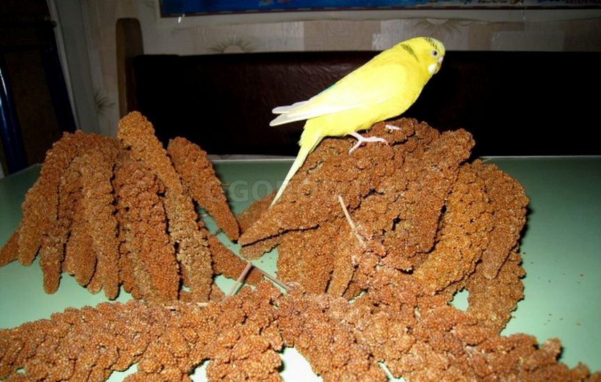 Могар является ценным кормом для птицы (в т.ч. для попугаев)