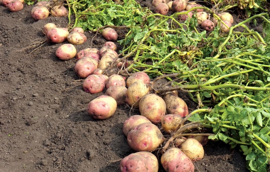 Почему гниет картофель сразу после уборки урожая?