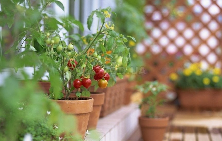 Лучшие сорта комнатных (балконных) томатов - посадка и уход