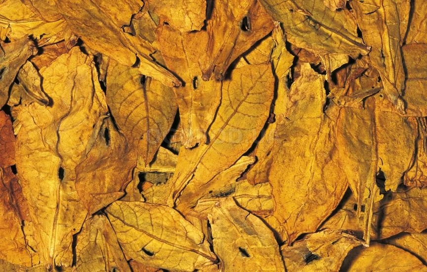 Листья табака
