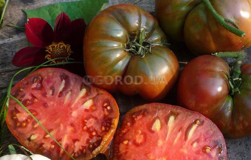 Лучшие сорта томатов коктейльных: посадка и уход