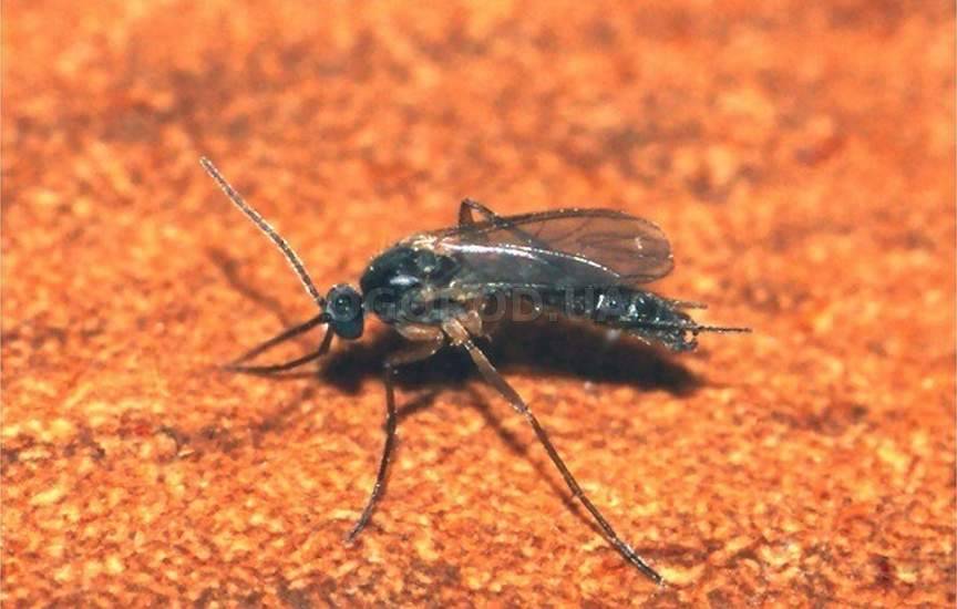 Грибные комарики: как избавиться