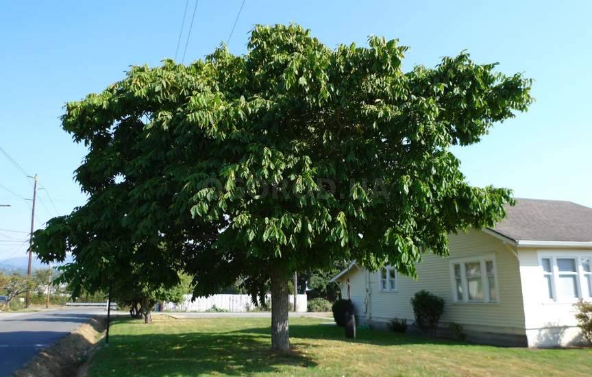 Дерево ореха маньчжурского.