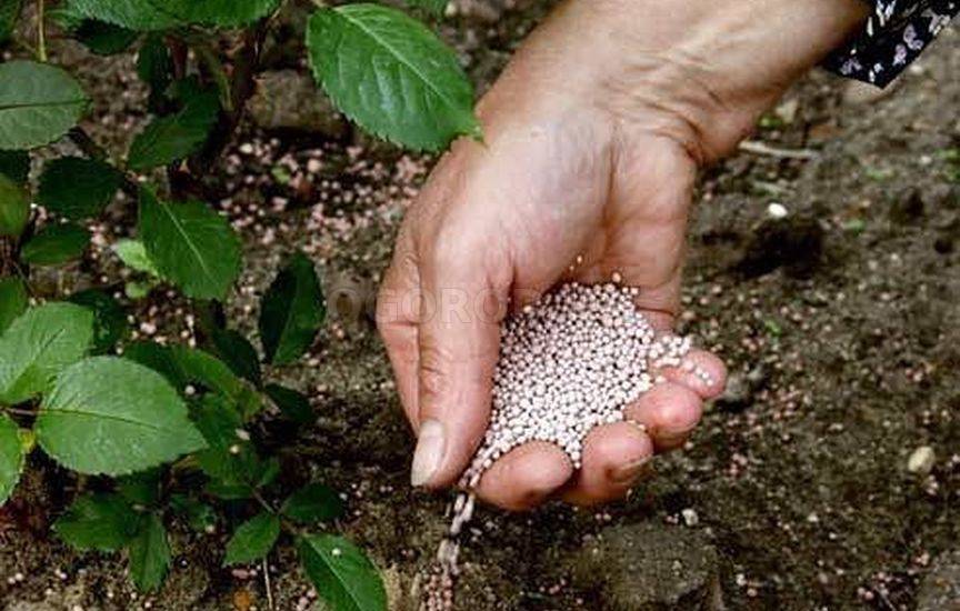 Хурма – выращивание из косточки своими руками