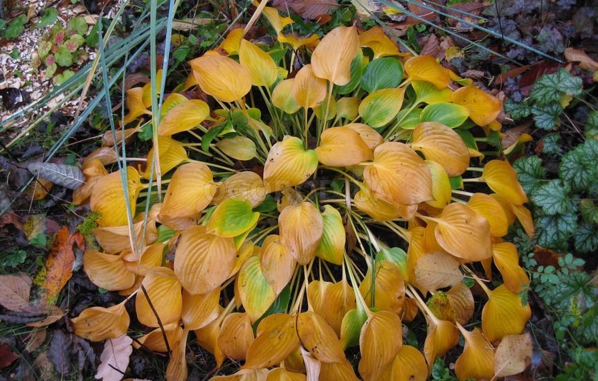 Удаляйте листья утратившие декоративность в любое время