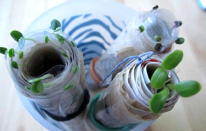 Проращивание семян в рулонах из плёнки и бумаги