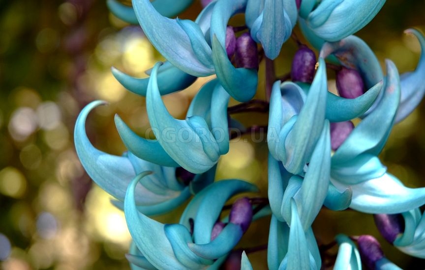 Нефритовый цветок – это одно из самых красивых растений на земле