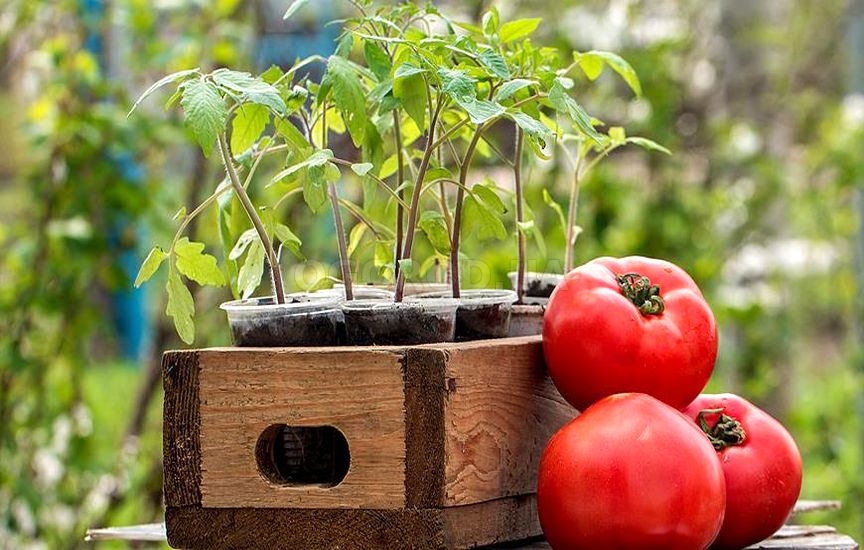 Когда и как посеять ранние томаты