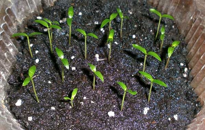 Засеять семена можно в любой период с января по март включительно